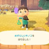 めずらしいキノコ