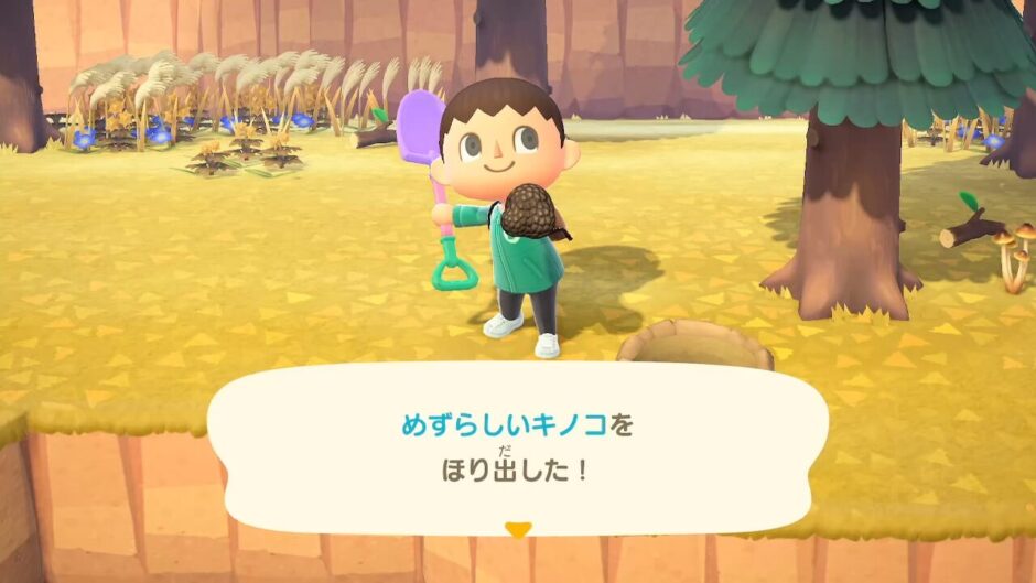 めずらしいキノコ