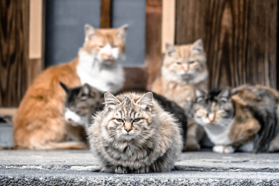 野良