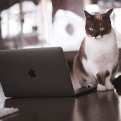 MacBookでPS4のリモートプレイをしようと考えてる猫