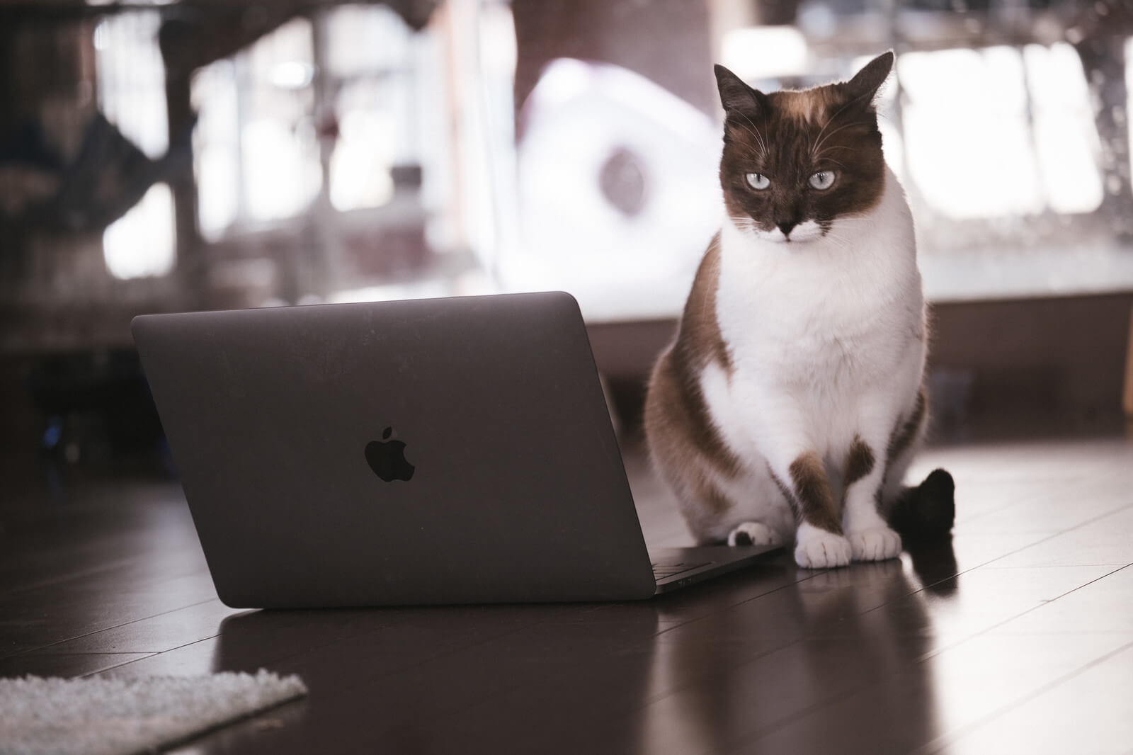 MacBookでPS4のリモートプレイをしようと考えてる猫
