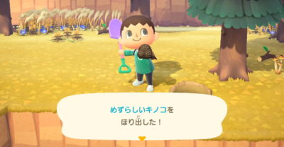 【あつ森】珍しいキノコの入手方法