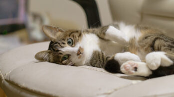 猫